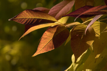 Golden cherry tree foliage during autumn leaf fall season - 14