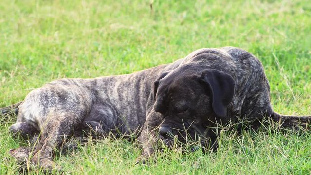 the dog is lying on the grass and playing. Funny Italian Cane Corso in nature