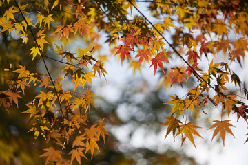 秋に使いやすい背景素材に使いやすい赤とオレンジの紅葉