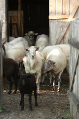 Many beautiful sheep and lambs near pen outdoors. Farm animal