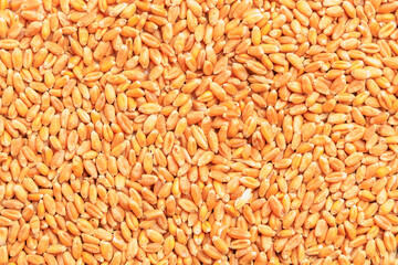 Wheat grain background. Concept of grain deal and world food security. Texture