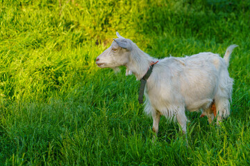 Goats in the village. Background with selective focus and copy space