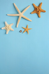 Fototapeta na wymiar Beautiful starfishes and sea shell on light blue background, flat lay. Space for text