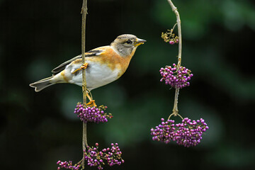 bird perched on a branch