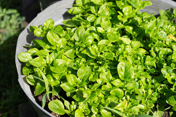 Brazilian Spinach plant in a pot