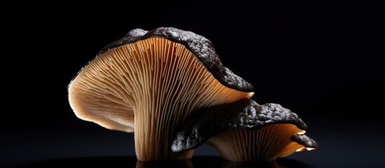 Edible Asian mushroom black jelly or wood ear