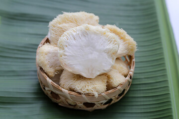 Fresh lion's mane mushroom on white background. (Yamabushitake Mushroom)