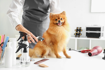 Female groomer shaving hair of cute Pomeranian spitz in salon - obrazy, fototapety, plakaty