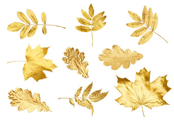 Different golden autumn leaves isolated on white, collection
