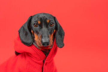 Little dog dachshund dressed in fashionable hoodie on bright red background. Loneliness on valentine's day, party acquaintance. Autumn collection of clothes for puppy. Cold weather, walk