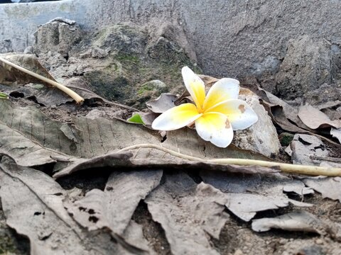 Plumeria alba flowers lie on the ground with very beautiful yellow and white colors