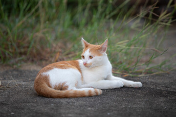 Cute cat sitting on the ground in the garden, Thailand.