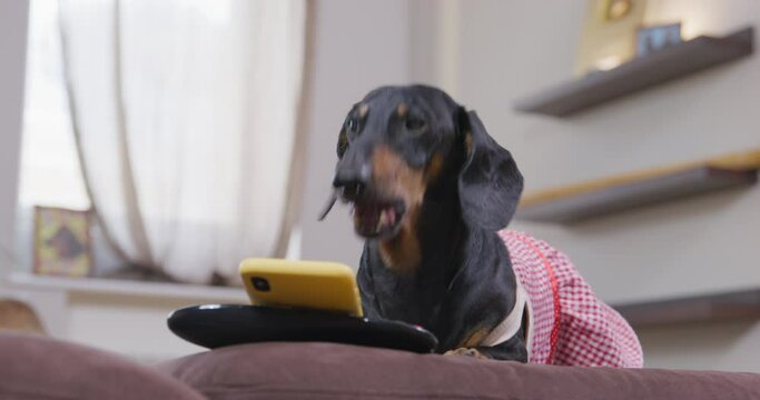 Dachshund dog in maid or housewife uniform looks at the smartphone screen and barks displeasedly and indignantly. Home Shopping, online ordering grocery delivery. Leisure grumpy shopaholic wife 