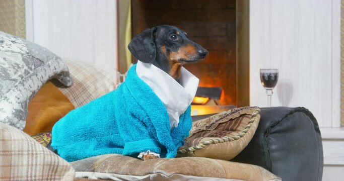 Dachshund dog in elegant clothes, sitting on sofa in antique interior by fireplace with glass of crystal, looking with superiority image of aristocrat, blue blood, hedonist sybarite country mansion