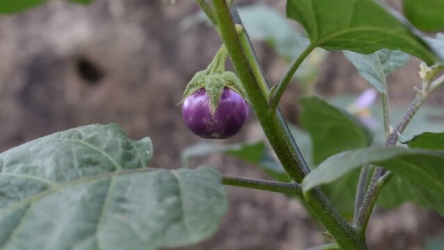 Plant of Eggplant or Solanum melongena also called eggplant, terung, terong, brinjal, aubergine, Shaking leaves by air. purple flower on the tree in the community garden.