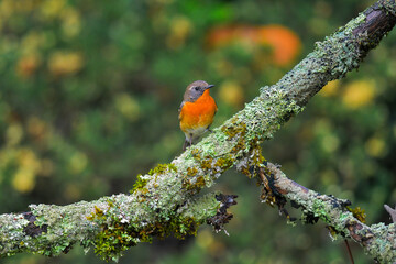 bird on branch
