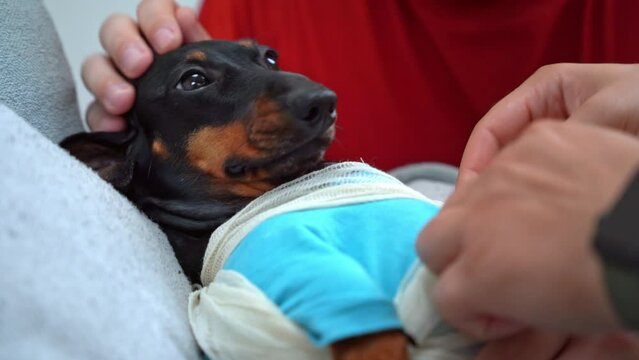 Owner strokes and takes pity on black dachshund dog while veterinarian applies bandages to wounded paw. Frightened pet lying on hospital couch