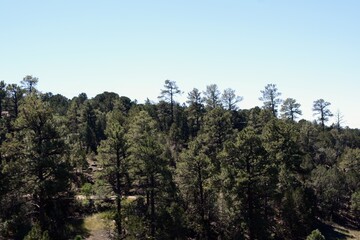 trees in the forest
