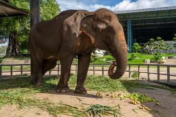 An Indian elephant stands under a canopy among grass scattered on the floor. 
Males reach a mass of 5.4 tons with a height of 2.5-3.5 meters. Females are smaller than males, weighing 2.7 tons.