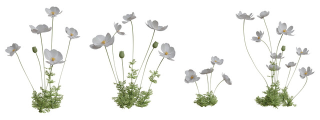 Set of flowers isolated. White anemone. 3D illustration. - obrazy, fototapety, plakaty
