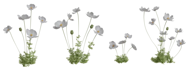 Fotobehang Set of flowers isolated. White anemone. 3D illustration. © Sasha Strekoza