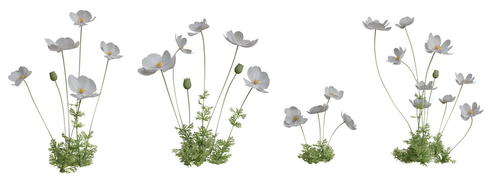 Fototapeta Set of flowers isolated. White anemone. 3D illustration.