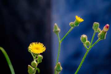 blumea flowers have many medicinal benefits and are rich in antioxidants.