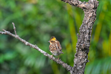 bird on a branch