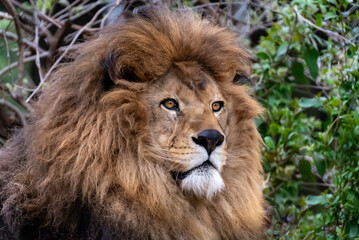 高台で見張りをするライオン