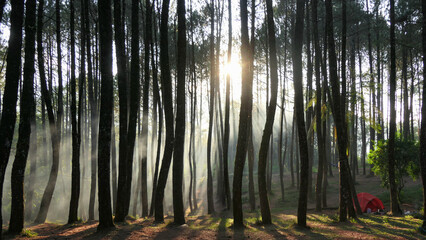 The morning beauty of camping: the gentle sunlight piercing through the thin mist that surrounds the wilderness