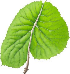 green leaf isolated