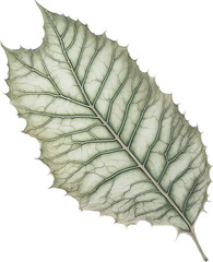 A gray green leaf 