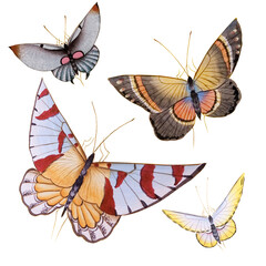 set of colorful butterflies, Beautiful butterfly illustration
