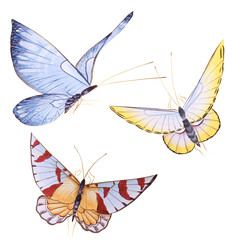 set of colorful butterflies, Beautiful butterfly illustration