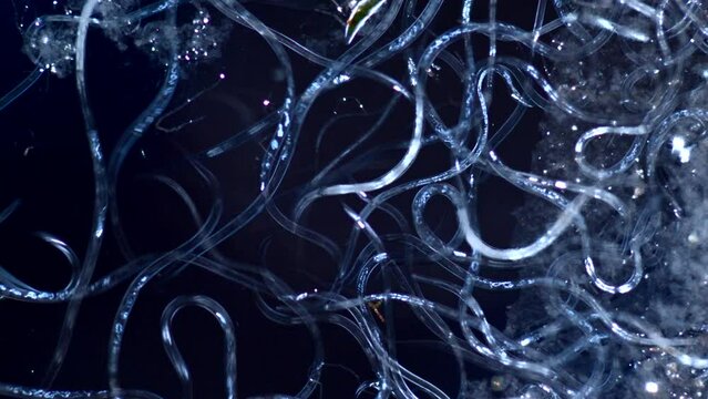 Vinegar Eels under the microscope demonstrating swarm behaviour 