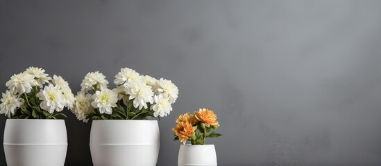 White potted flowers against a gray backdrop