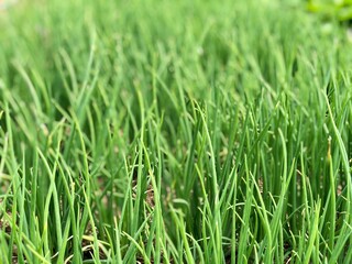 green grass background