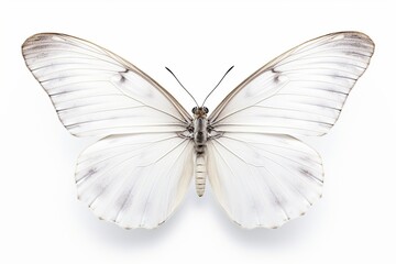 Fototapeta na wymiar White Butterfly isolated on white background. : Generative AI