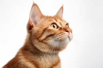 Head portrait of a ginger cat against white background : Generative AI