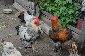 Two beautiful colored roosters live in the village. High quality photo