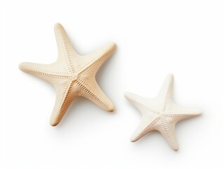 two different types of white starfish isolated over a white background, ocean, sea, beach, summer vacation design element, flat lay, top view with subtle shadows : Generative AI