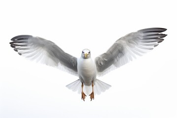 Flying seagull isolated on white background : Generative AI