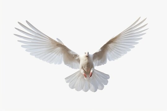 White Dove freedom Wings of Liberty sides are flying isolated on white background. This has clipping path. : Generative AI