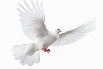Fototapeta premium White Dove freedom Wings of Liberty sides are flying isolated on white background. This has clipping path. : Generative AI