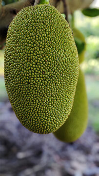 Photo of green ripe large jackfruits, yaca fruit