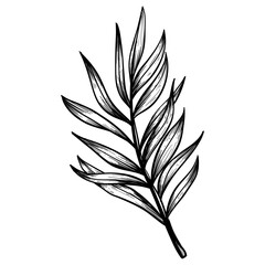 leaf complicated handdrawn illustration 