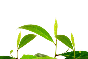 fresh green leaves Green tea leaf or leaves isolated on white background