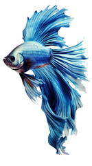 Obraz premium siamese fighting fish on isolation on transparent background.