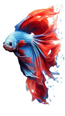 Fototapeta premium siamese fighting fish on isolation on transparent background.