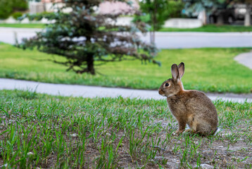 Baby Hare - bebe lebre